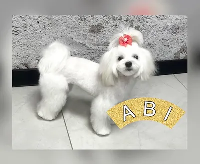 Salon Pielęgnacji Psów PUPIL